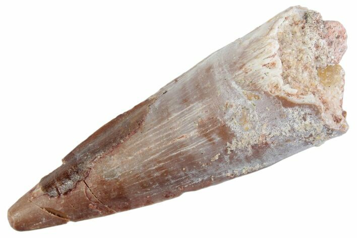 Fossil Spinosaurus Tooth - Real Dinosaur Tooth #368087